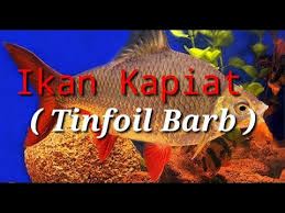 Aug 02, 2021 · harga ikan lampam jawa / portal rasmi jabatan perikanan malaysia. Ikan Kapiat Tinfoil Barb By Batang Asai Reports