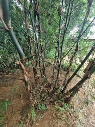 Image result for Bambusa balcooa