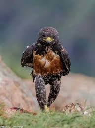 Birds That Look Like Eagles Pin By Debra Conrad On Raptors Animals Animals Beautiful Pet Birds