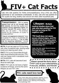 Pin On Cat Facts