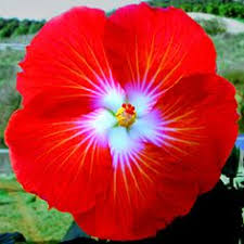 We did not find results for: 13 Rare Hibiscus 080618 Ideas Hibiscus Hibiscus Flowers Hibiscus Plant