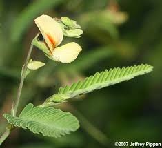 Image result for Aeschynomene indica