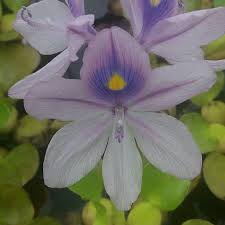 Image result for Pontederia crassipes