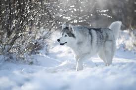 Hintergrundbilder Hund Natur Winter Schnee Tiere Saugetiere Draussen 1920x1280 Wallpapermaniac 1699137 Hintergrundbilder Wallhere Kostenlose nutzung keine zuteilung erforderlich große bildauswahl. hund natur winter schnee tiere