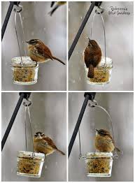 Birds That Start With An S Rebecca S Bird Gardens Blog Diy Mason Or Jelly Jar Suet Feeder Homemade Bird Feeders Bird Feeders Mason Jar Bird Feeders