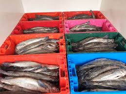 Of fish on the rocks. Fish Market Houtbay Pictures The Fish Market At Kalk Bay Harbour Train Tour Kalk Bay Scenery