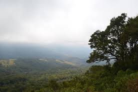 Image result for Bothriocline inyangana