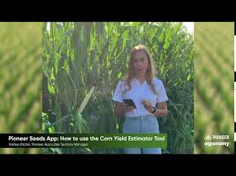 The app makes it easy to calculate the yield for your corn or bean crop. Pioneer Seeds App How To Use The Corn Yield Estimator Tool Youtube