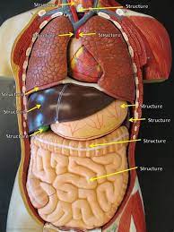 Human anatomy models for students. Labeled Human Torso Model Diagram Human Internal Organs Lined With Vegetables Stock Photo Check Out Our Human Torso Anatomy Selection For The Very Best In Unique Or Custom Handmade