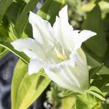 Image result for Gentiana asclepiadea alba