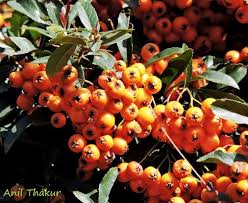 Image result for Toddalia crenulata