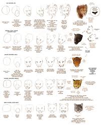 How To Draw Big Cats Part 1 By Tamberella On Deviantart Cat Drawing Tutorial Cat Face Drawing Animal Drawings