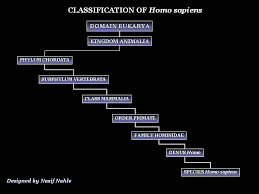 classification of homo sapiens