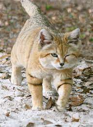 Pin By Aileen Naizir On Funny Big Cats Cats Small Wild Cats Sand Cat