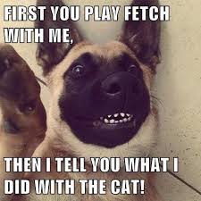 Lol No Worries Didn T Harm The Cat Funny Dogs Dog Selfie Funny Memes