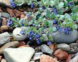 Boraginaceae (borage family) edible parts of oyster plant: Mertensia Maritima Oyster Plant Growing And Harvesting The Leaves