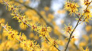 This is a clear sign of this kind of ailment. 18 Varieties Of Yellow Flowering Plants