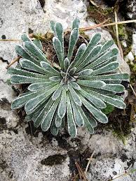 Image result for Galiniera saxifraga