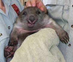 And Finally The Derpiest Wombat In The World Smiling Animals Happy Animals Cute Wombat