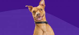 Check spelling or type a new query. Prozac For Dogs What You Need To Know About Medicating Your Pet