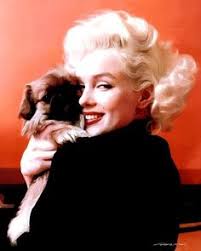 Discover 8 Marilyn monroe photos and pekingese ideas