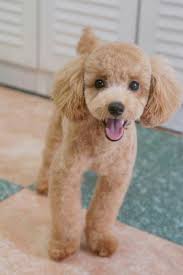 Pin On Dogs