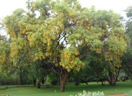 Image result for Pterocarpus lucens