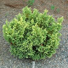 Image result for Chamaecrista plumosa