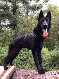 Sable Black And Cream German Shepherd Reapen 1 Years Old German Shepherd From Usa Jesse Powers Germanshepherd Dog Training Dog Behavior Training Training Your Dog