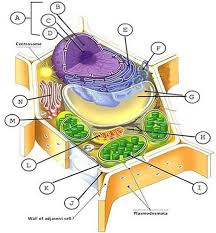 Draw a plant cell and label the parts which (a) determines the function and development of the cell (b) packages materials coming from the endoplasmic reticulum (c) provides resistance to microbes to withstand hypotonic external media without bursting (d) is site for many biochemical reactions necessary to sustain life. Animal And Plant Cell Labeling