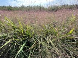 Image result for Eragrostis macrochlamys