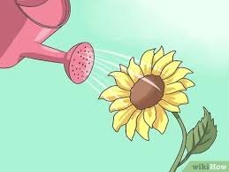 Bunganya akan mekar secara periodik atau bunga matahari merupakan kelompok tanaman perdu. Cara Menanam Biji Bunga Matahari Dengan Gambar Wikihow