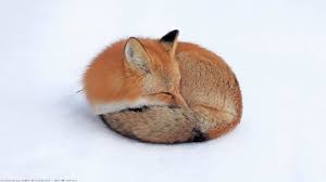 Standard 4:3 5:4 3:2 fullscreen uxga xga svga qsxga sxga dvga hvga hqvga. 52 Cute Baby Fox