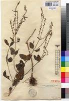 Image result for Aeollanthus pubescens