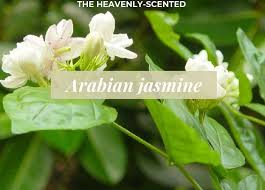Department of agriculture plant hardiness zones 7 through 10, start the cuttings indoors and transplant them outdoors once they have.… Grow And Care Arabian Jasmine Plant In All Weather Conditions