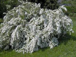 Spirea X Vanhouttei Kozonseges Gyongyvesszo 1 5 2 M Magas Cserje Spirea Plants