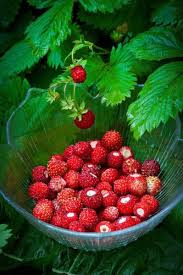 Omnomnom Wild Strawberries Cibo Alimenti Ricette