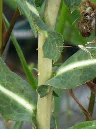 Image result for Lactuca setosa