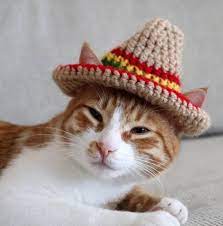 Cat Sombrero Sombrero For Cats Sombrero Hat With Ear Holes For Cats And Xs Dogs Cinco De Mayo Cat Hat Fiesta Hat For Cats Taco Cat Hat Razas De Perros Perro