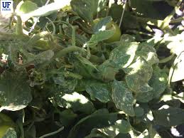 Image result for thrips damage on cucumber