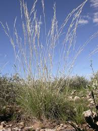 Image result for Stipagrostis