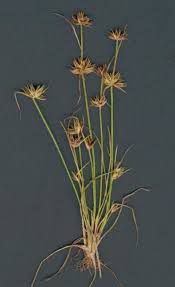 Image result for Pycreus sp.no.1