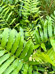 Image result for Blechnum tabulare