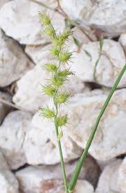 Image result for Cenchrus trachyphyllus