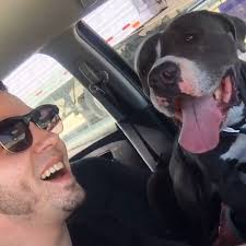 When this guy adopted a pittie from a shelter, he met another pit bull who  had been waiting there for 105 days. He went home with his new pup but  couldn't stop thinking about Wiley. Today