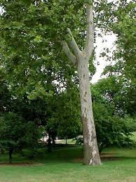 Aka american sycamore, eastern sycamore, buttonwood or buttonball tree. Sycamore Platanus Occidentalis Forest Releaf Of Missouri