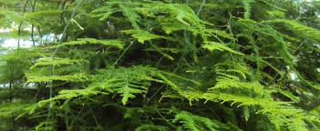 Check spelling or type a new query. Asparagus Species Asparagus Fern Climbing Asparagus Fern Lace Fern Plumosa Fern Asparagus Setaceus