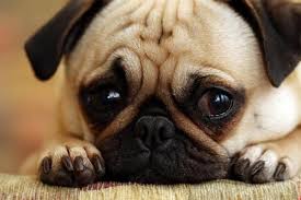 Quando è il momento di scegliere un cane per la vita in appartamento, i cani di piccola taglia sono spesso la prima scelta per tutta una serie di motivi. Cani Di Piccola Taglia Per Bambini