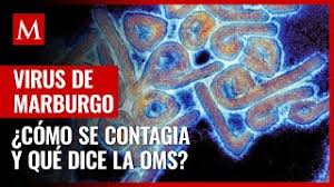 El virus de marburgo se transmite por contacto directo con sangre, líquidos orgánicos y tejidos de las personas infectadas. Wgltphtuk5i1km