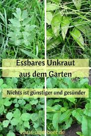Im Garten Wachst Essbares Unkraut Haus Und Beet Unkraut Im Garten Wintergemuse Anbauen Unkraut
